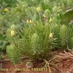 Ranunculus falcatus Хабит