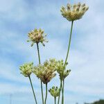 Burmannia capitata Flower