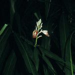 Alpinia galanga Blüte