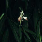 Alpinia galanga Flower