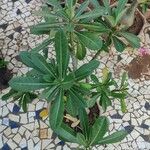 Adenium obesum 葉