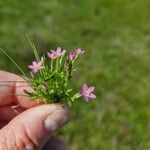 Centaurium pulchellum Flower