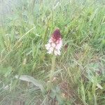 Orchis purpurea Cvet
