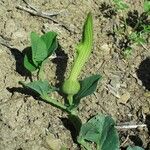 Aristolochia fontanesii 花