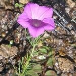 Ipomoea capillacea Flor