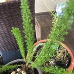 Asparagus densiflorus ഇല