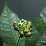 Cymbopetalum brasiliense Fruit