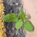 Lipandra polysperma Fuelha