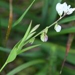 Polygala serpyllifolia花