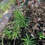 Thevetia neriifolia Hoja