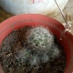 Mammillaria bocasanaEscorça