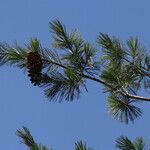 Pinus monticola Fruit