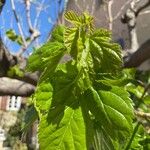 Morus rubra Leaf