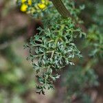 Scrophularia lucida Leaf