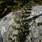 Asplenium fontanum Fruit