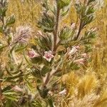Echium asperrimum Leaf