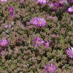 Drosanthemum hispidum Leaf