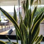 Sansevieria trifasciata পাতা