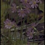 Primula laurentiana Habit