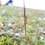 Ptilagrostis yadongensis Habit