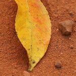 Shirakiopsis elliptica Yaprak