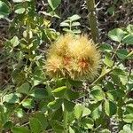 Rosa roxburghii Leaf