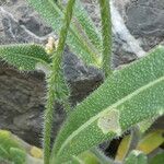 Biscutella laevigata Leaf