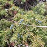Juniperus communis Φρούτο