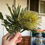 Banksia serrata Cvet