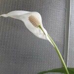 Spathiphyllum wallisii Flower