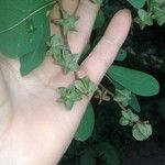 Exochorda Albertii RgLFruto