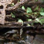 Asplenium erectum Leaf