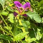 Rhexia virginica Rhisgl