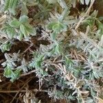 Teucrium polium Blad