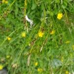 Carex sempervirens Fleur