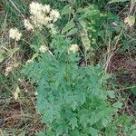 Thalictrum flavum Habitatea