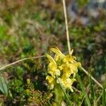 Pedicularis oederi Virág