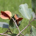 Combretum collinum Fruit