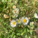 Erigeron strigosusVirág