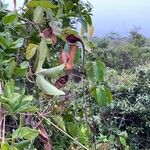 Aristolochia trilobata 花