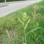 Echinochloa crus-galli Flower