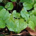 Epimedium alpinum Fuelha