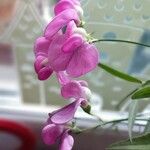 Lathyrus sylvestrisBlüte