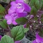 Clinopodium alpinum Flower