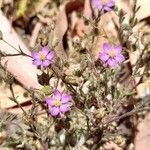 Spergularia rubra Flower