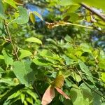 Acer sempervirens Leaf