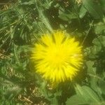 Centaurea involucrata 花