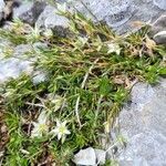 Minuartia rostrata Цветок