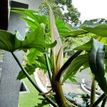 Philodendron bipennifolium Habitatea