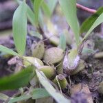 Bulbophyllum falcatum Hábito